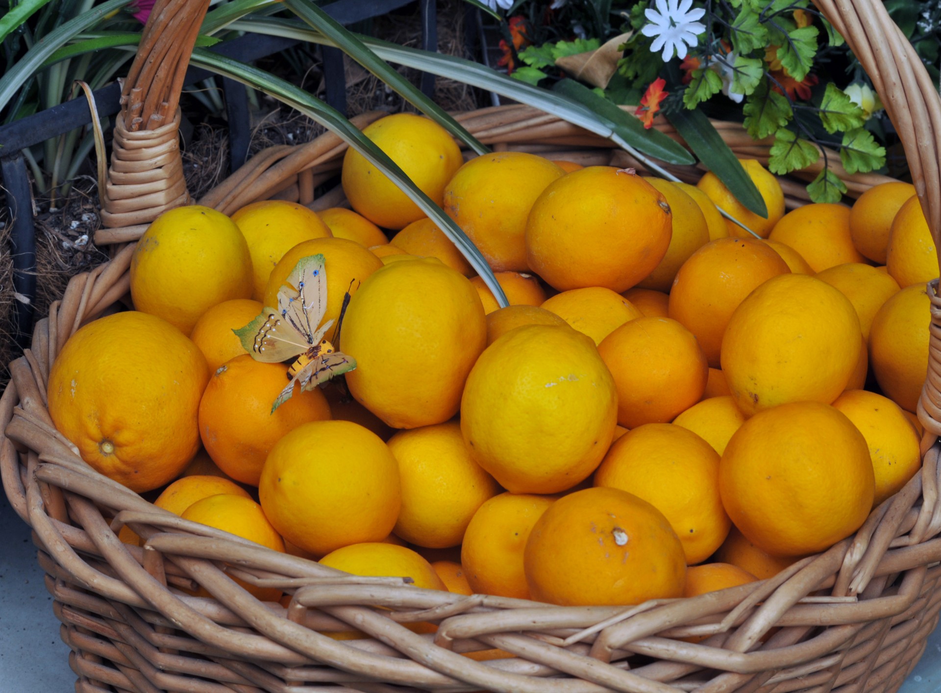 lemons basket yellow free photo