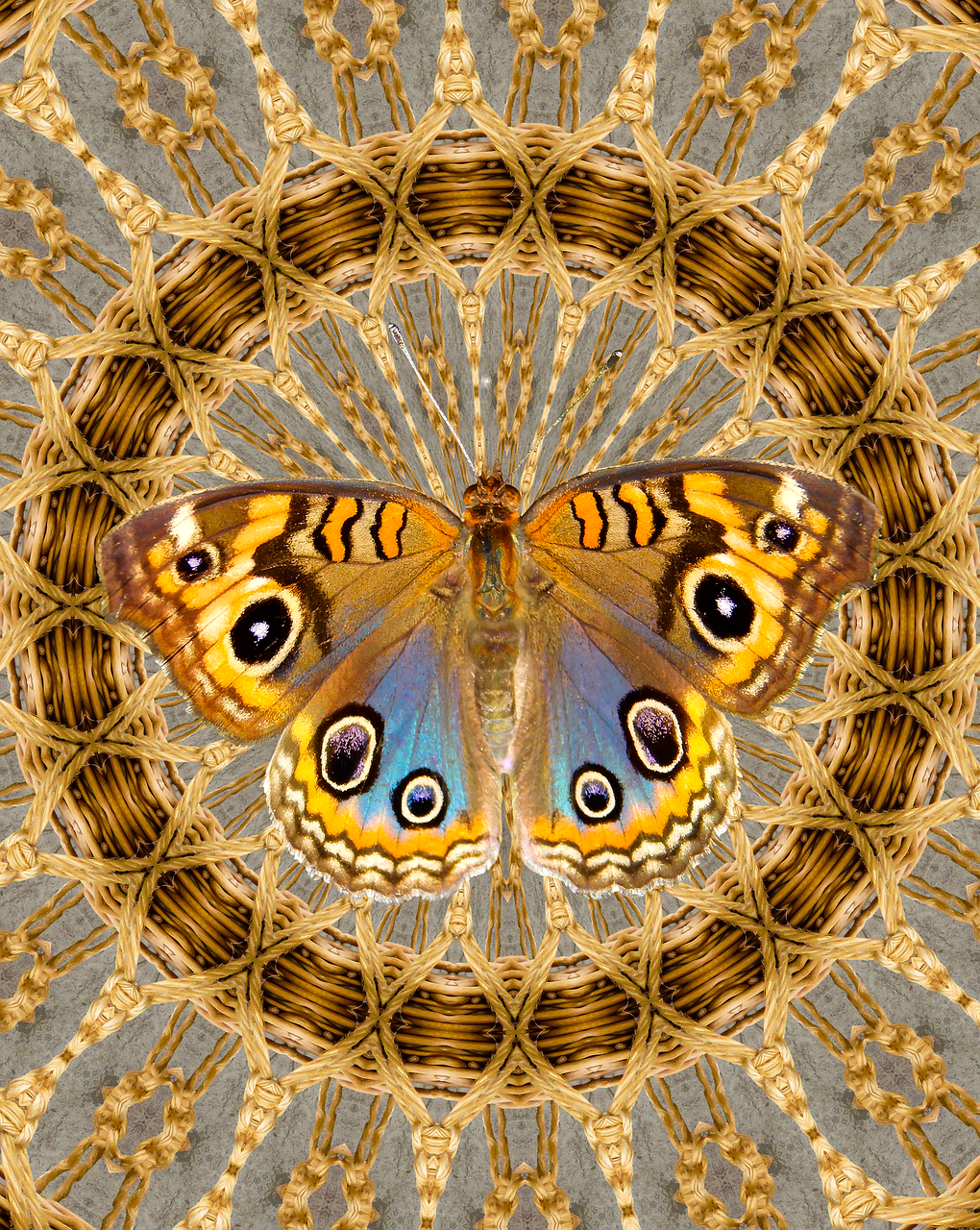 basket weave pattern butterfly decoration free photo