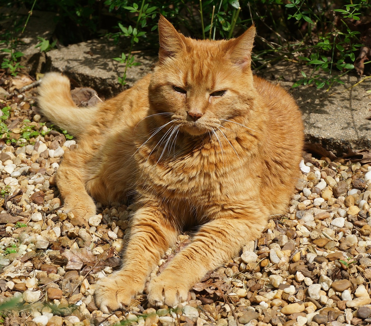 basking orange cat cat feline free photo
