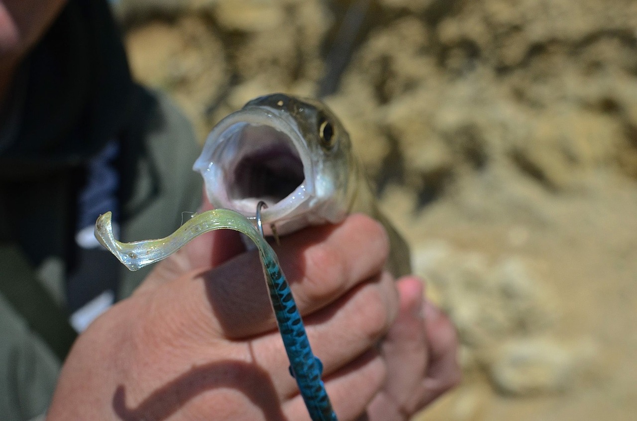 bass lure mouth free photo