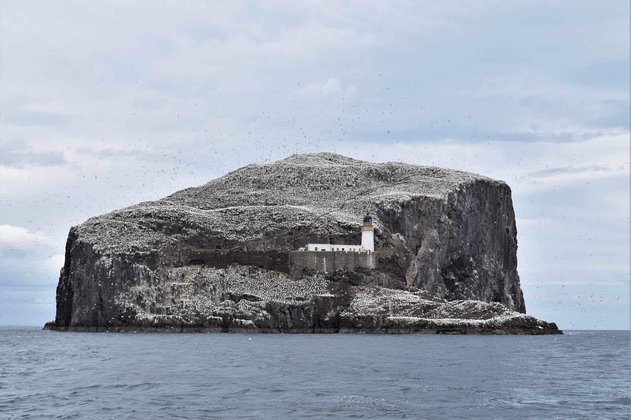 bass rock gannets seabird free photo