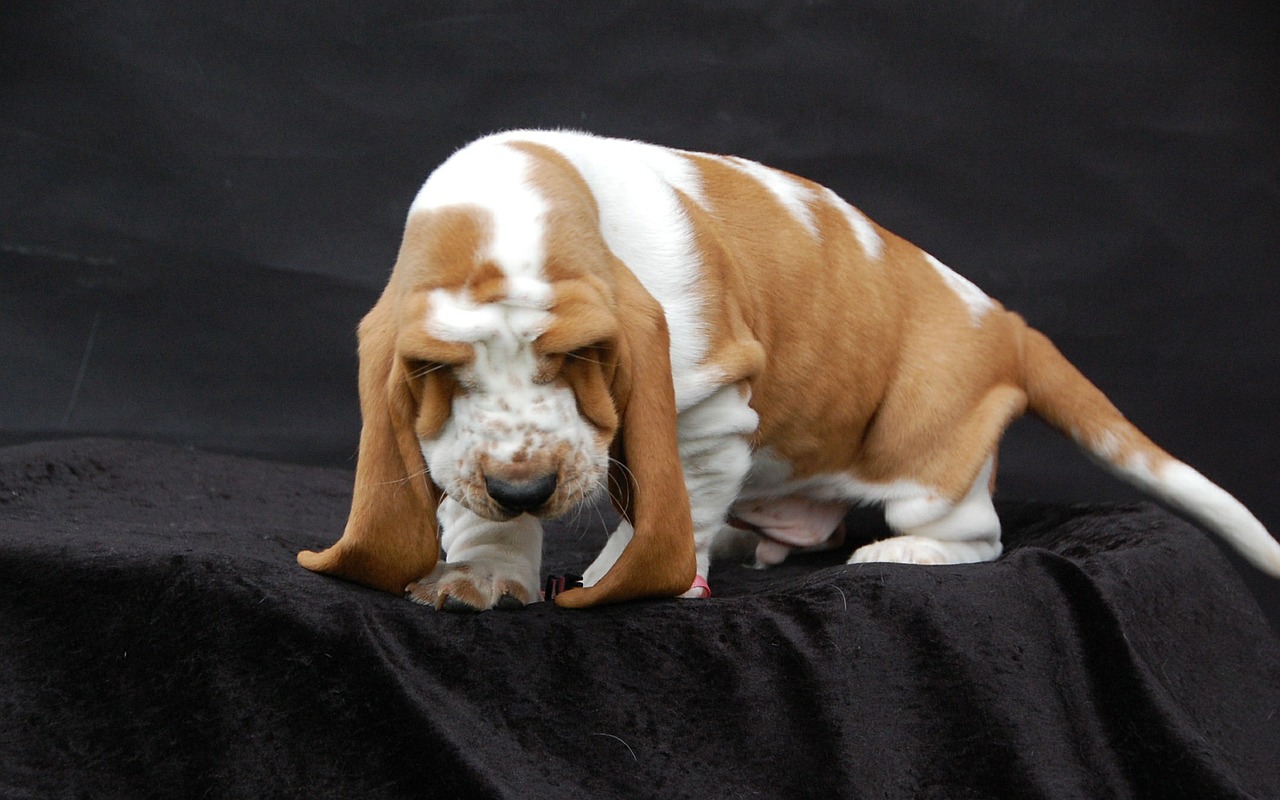 basset dog fold free photo