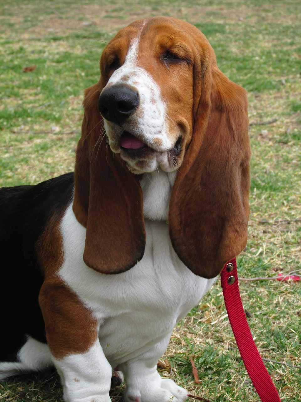 basset hound dog pet free photo