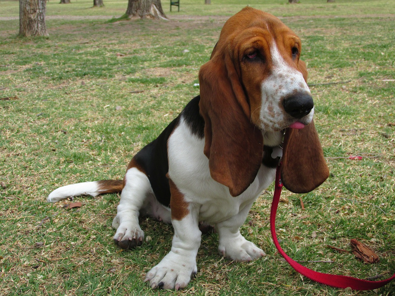 basset hound dog pet free photo