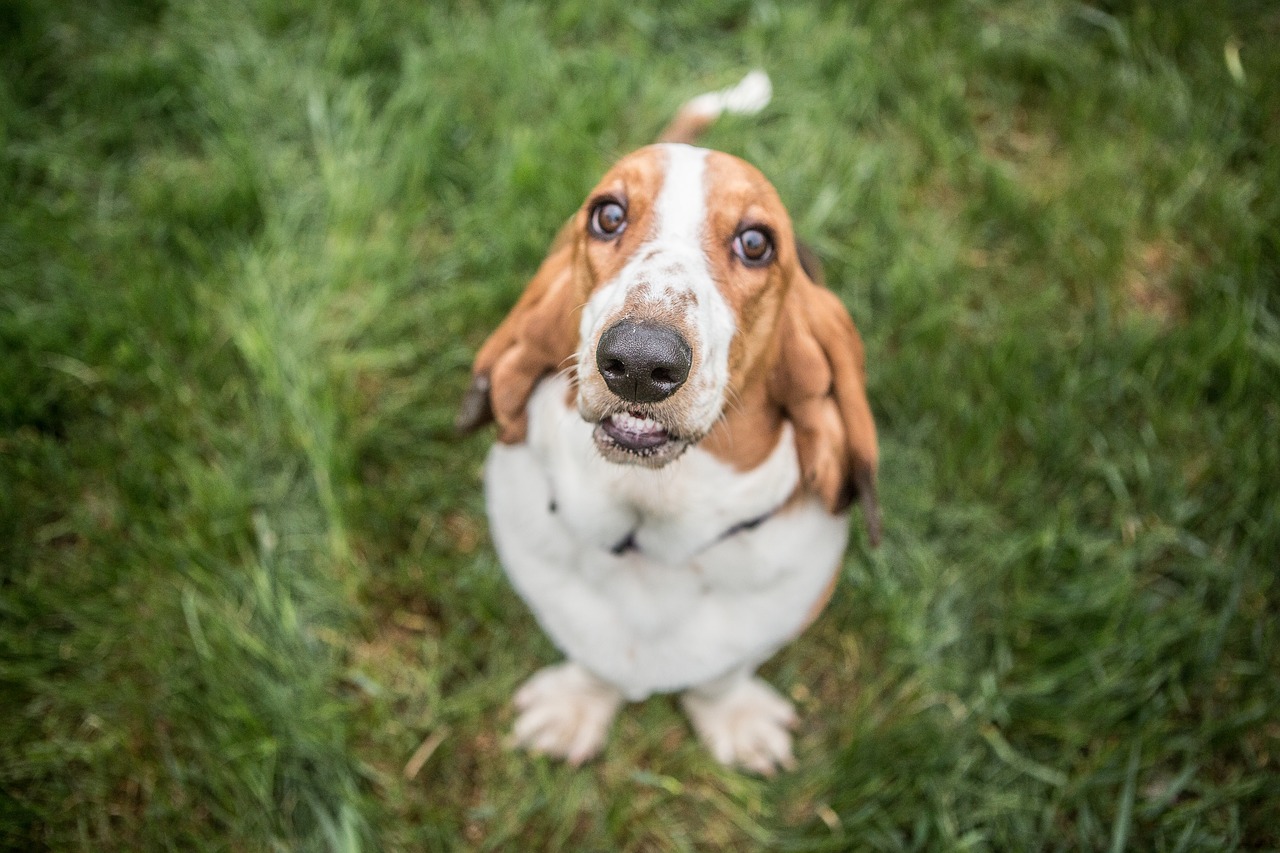 basset hound  dog  hound free photo
