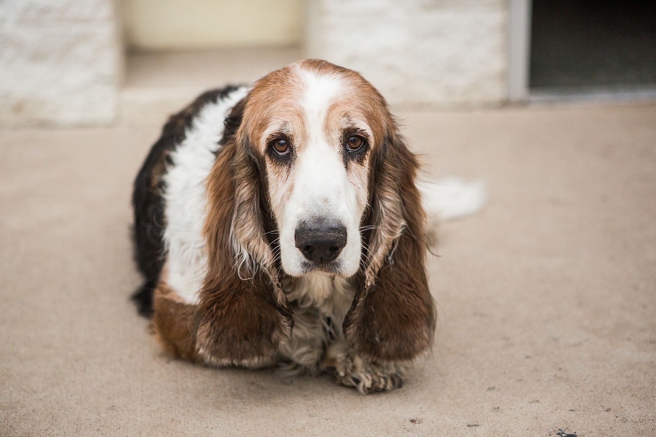 basset hound  dog  pet free photo