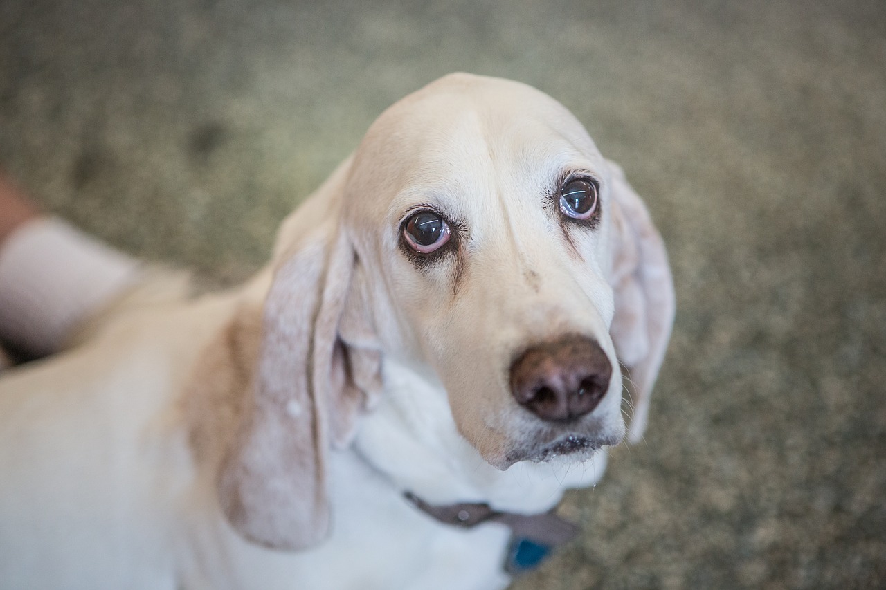 basset hound  dog  pet free photo