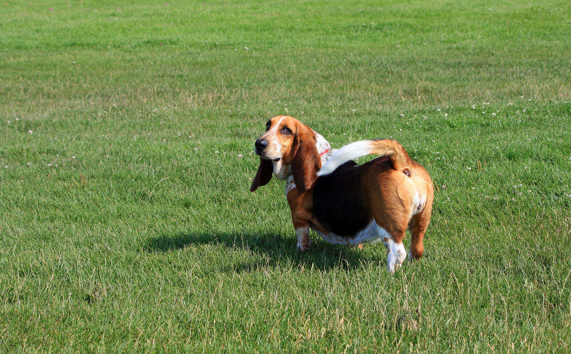 basset hound dog basset free photo