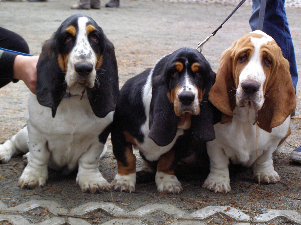 basset hounds puppies dog free photo