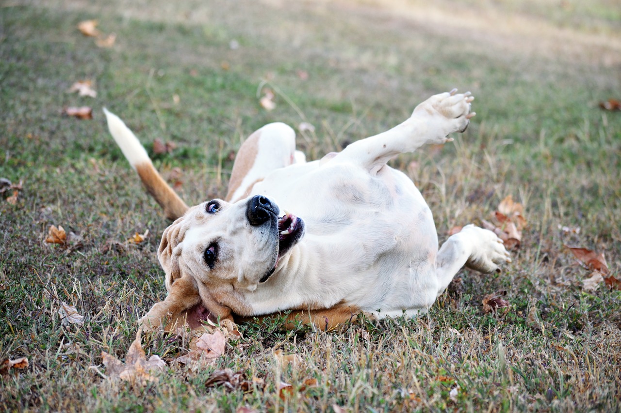 bassett hound dog free photo