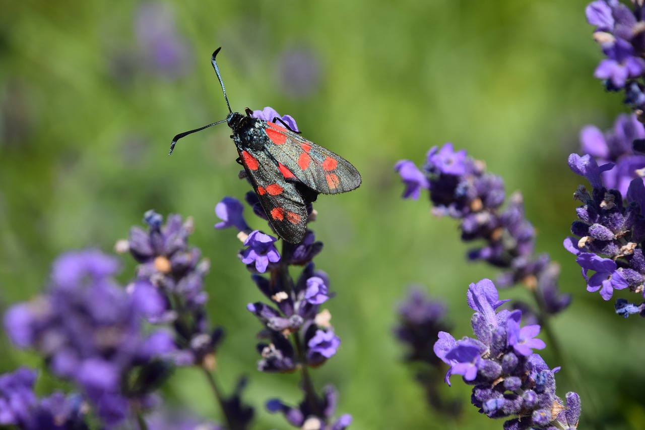 bastardsvärmare butterfly lavender free photo