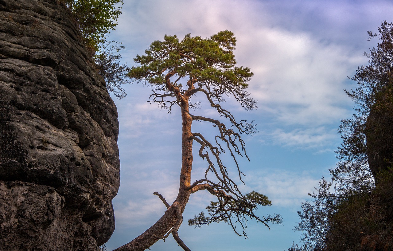 bastei  pine tree  saxony free photo