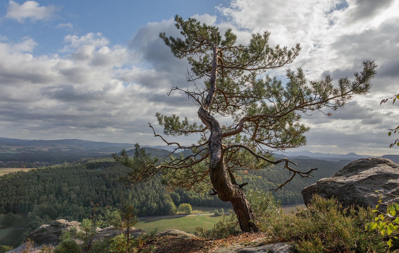 bastei  pine  saxony free photo