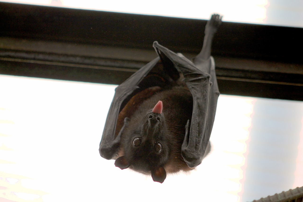 bat flying fox vampire free photo