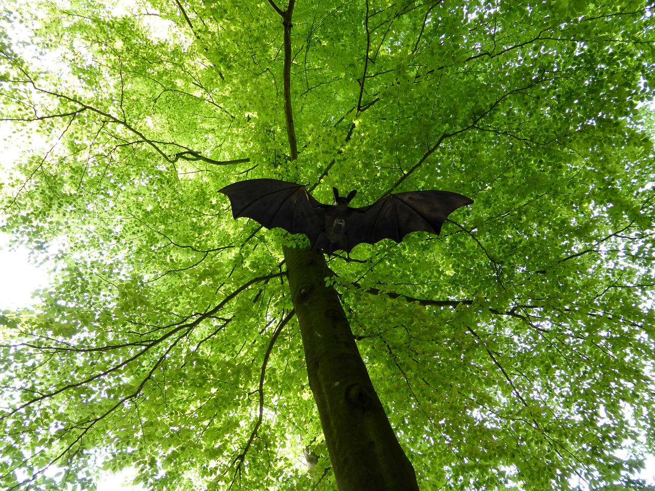 bat figure deciduous tree free photo