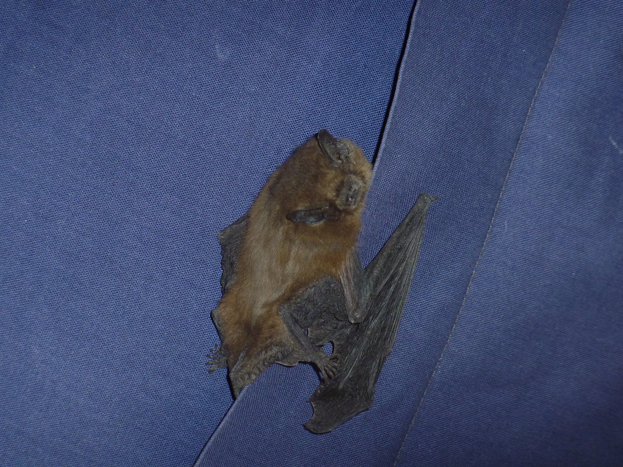 bat animal night free photo