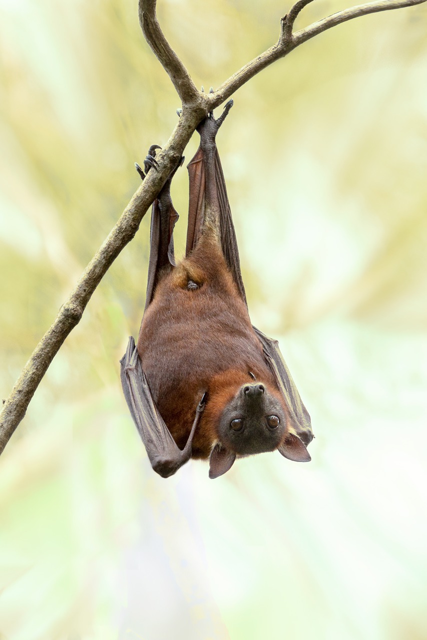 bat australia wildlife free photo