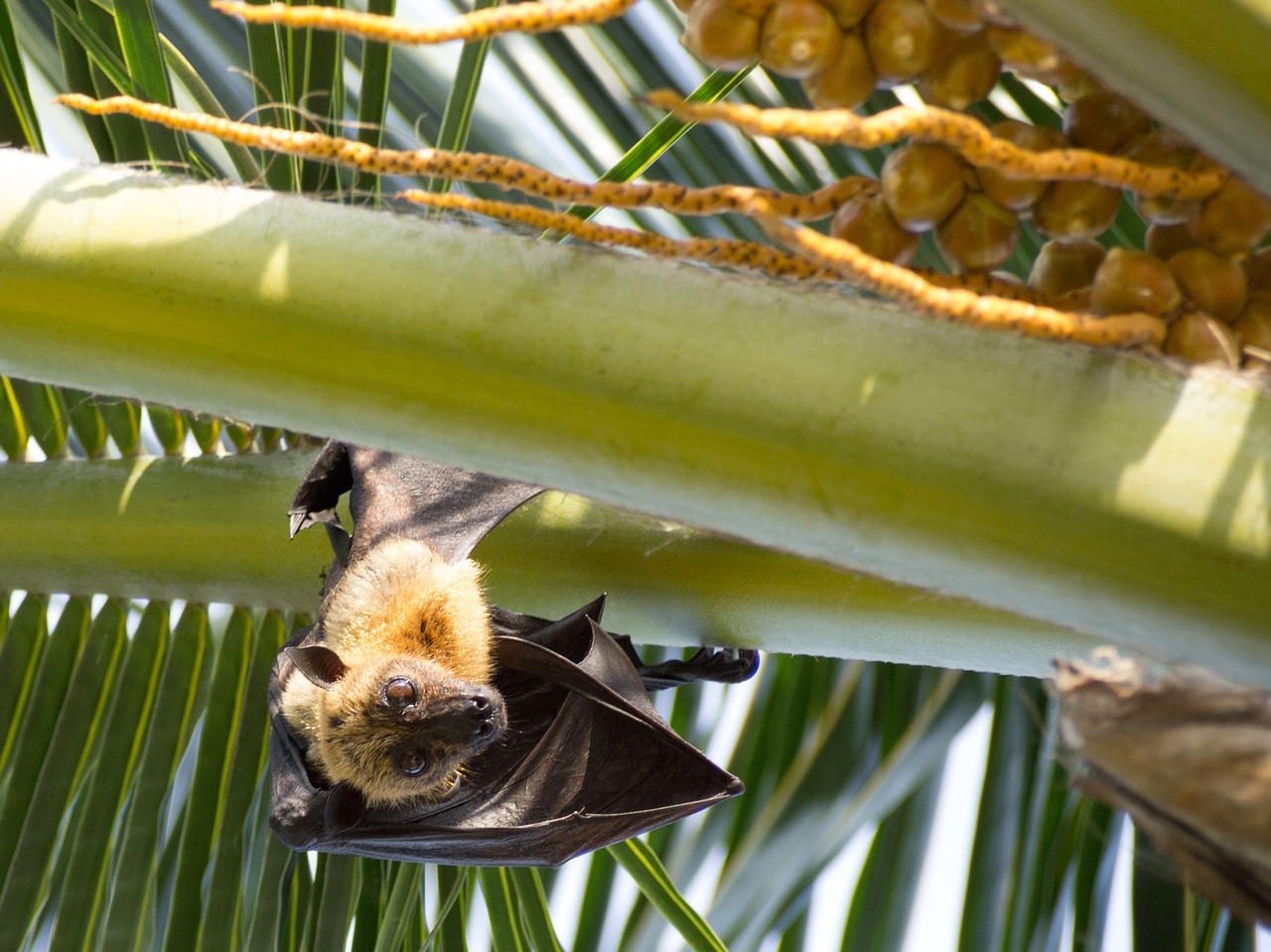bat animal palm free photo