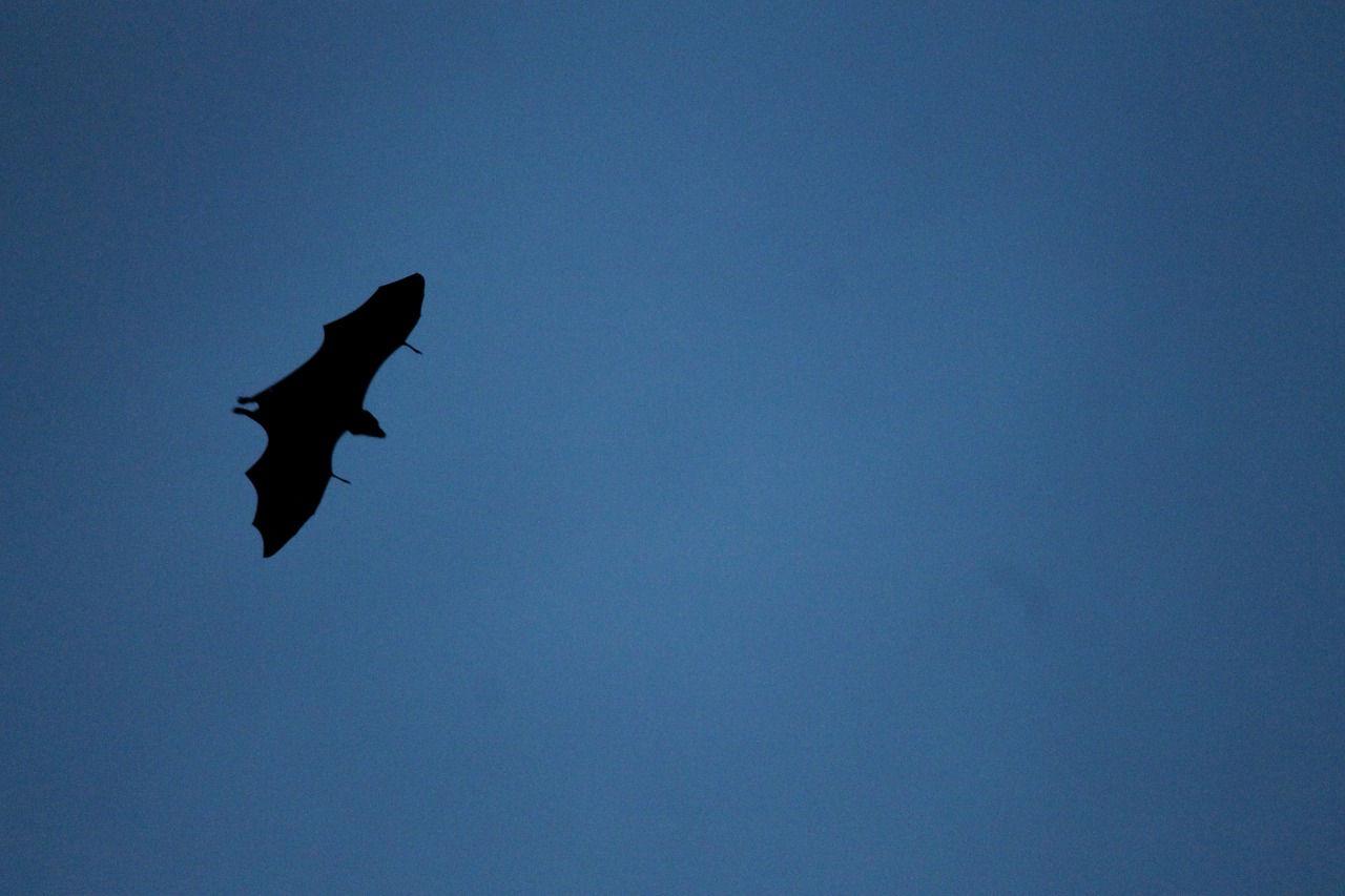 bat fly migrating free photo