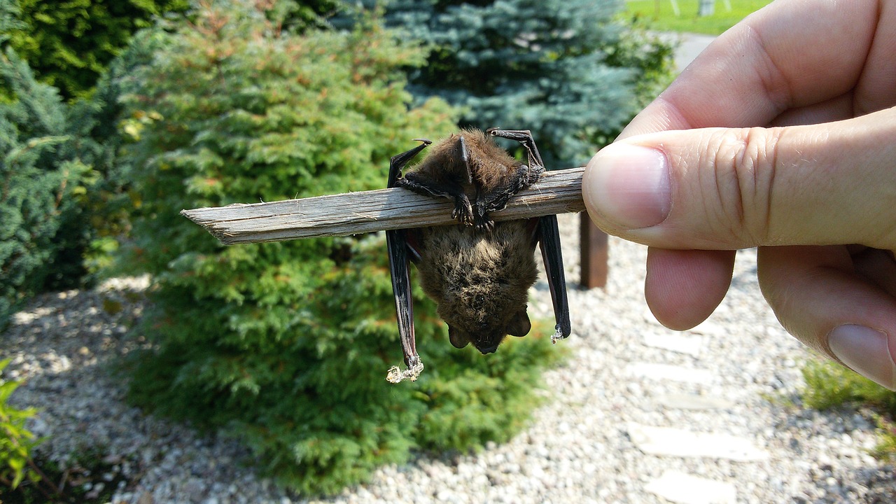 bat bats animals free photo