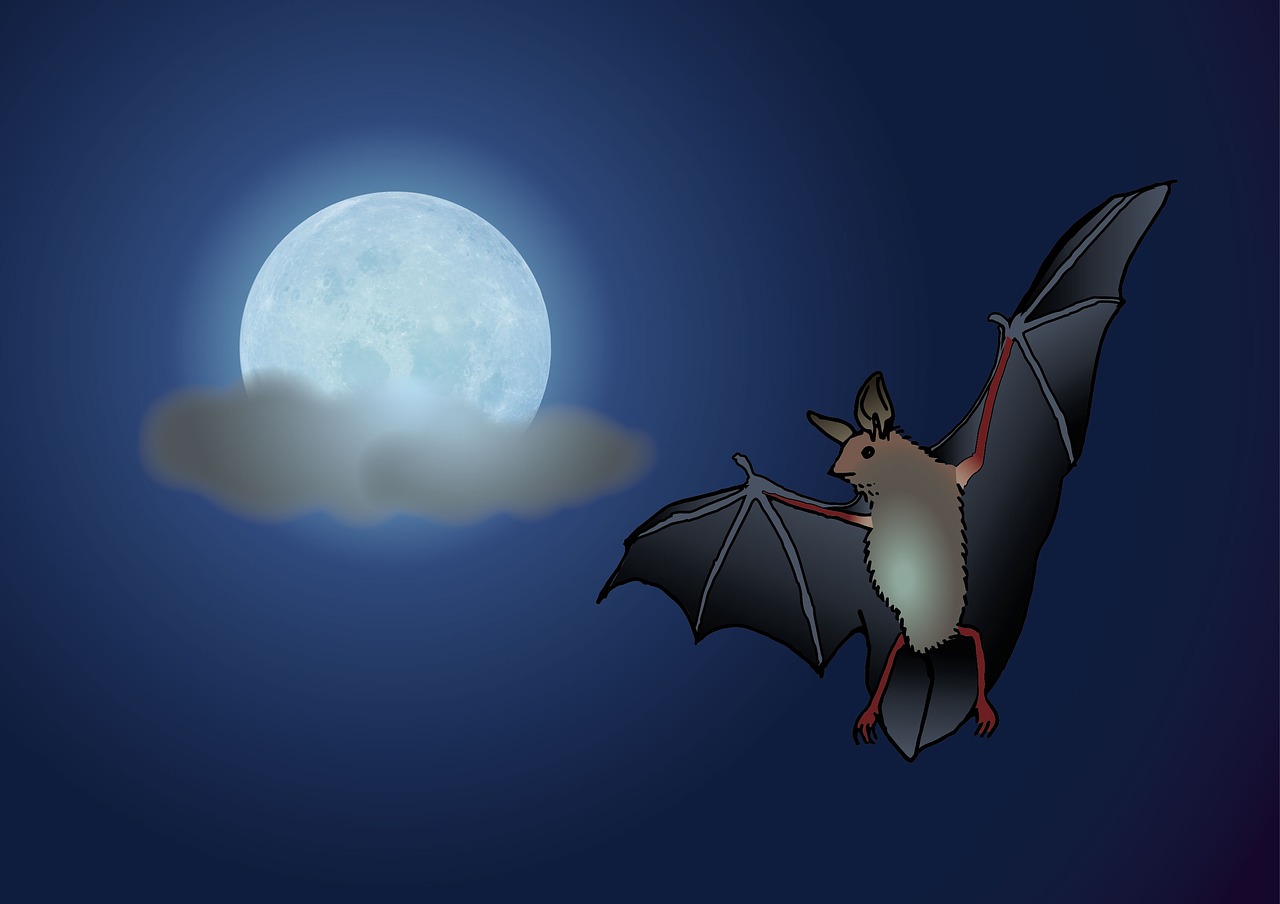 bat moon night free photo