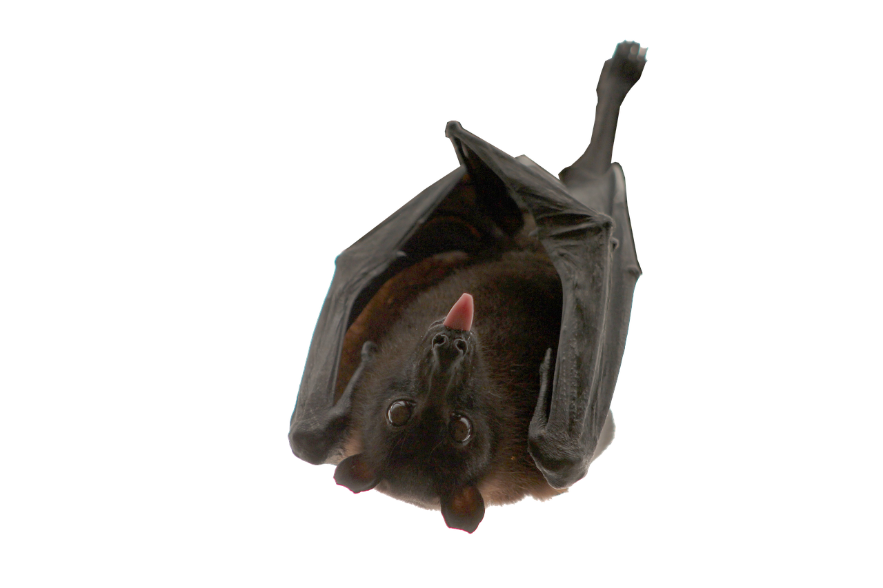 bat hanging isolated free photo