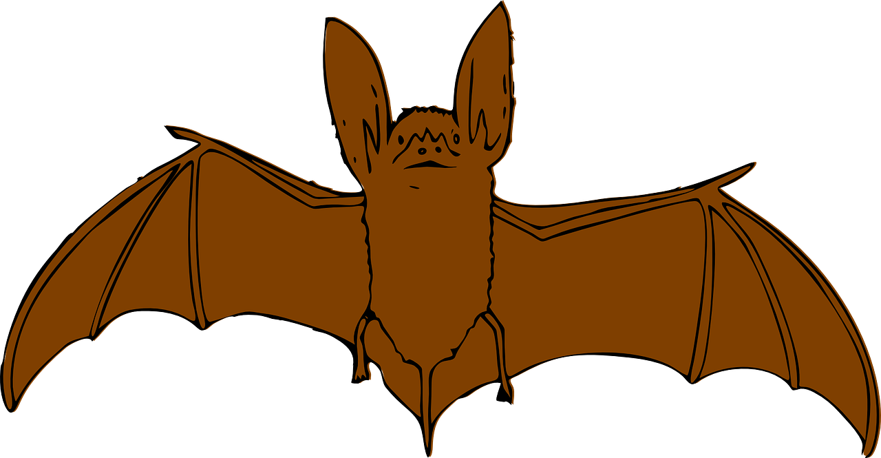 bat flying animal free photo