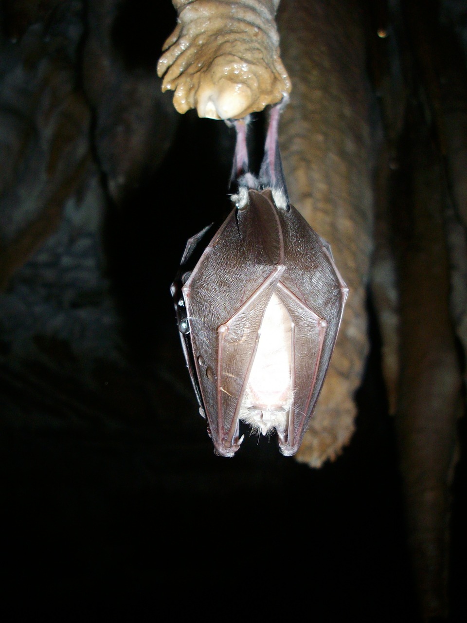 bat hibernation cave free photo