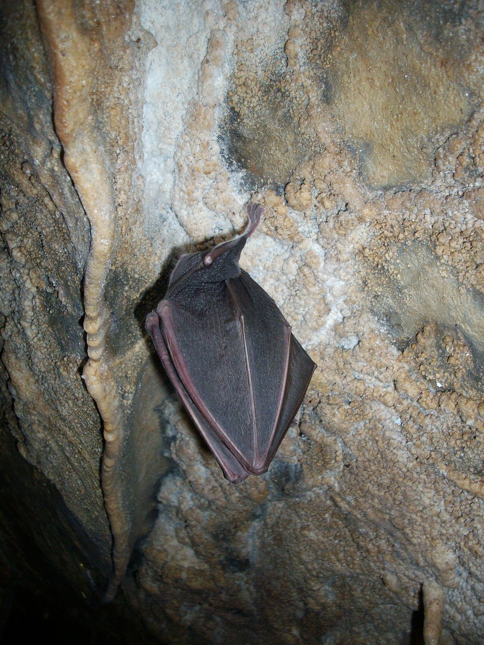 bat hibernation cave free photo