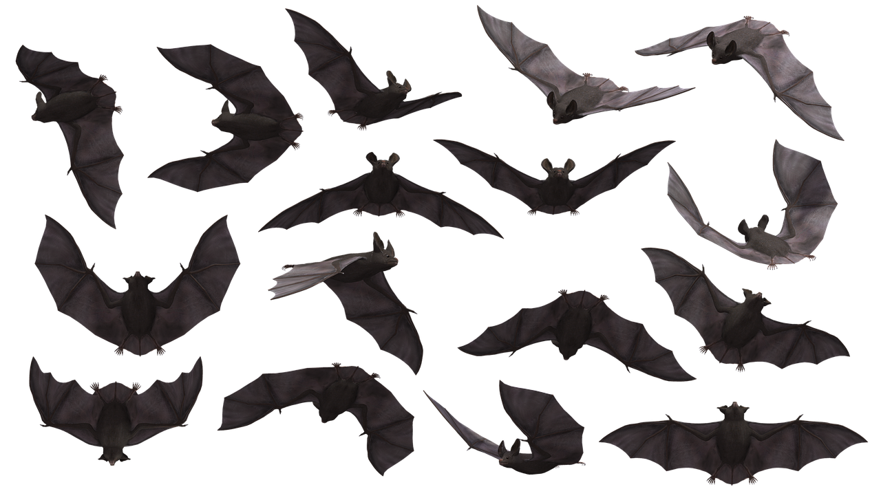 bat  bats  flying free photo