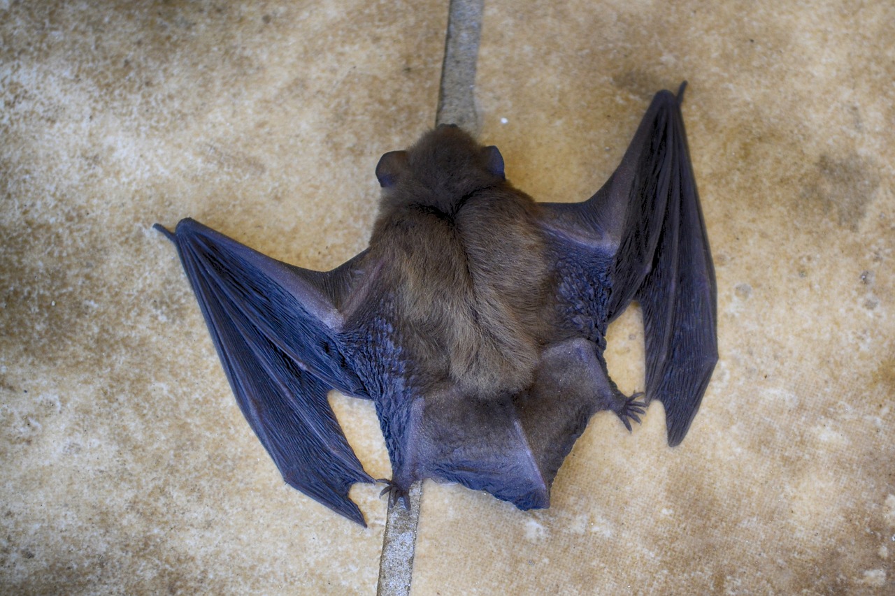 bat  close-up  animal free photo