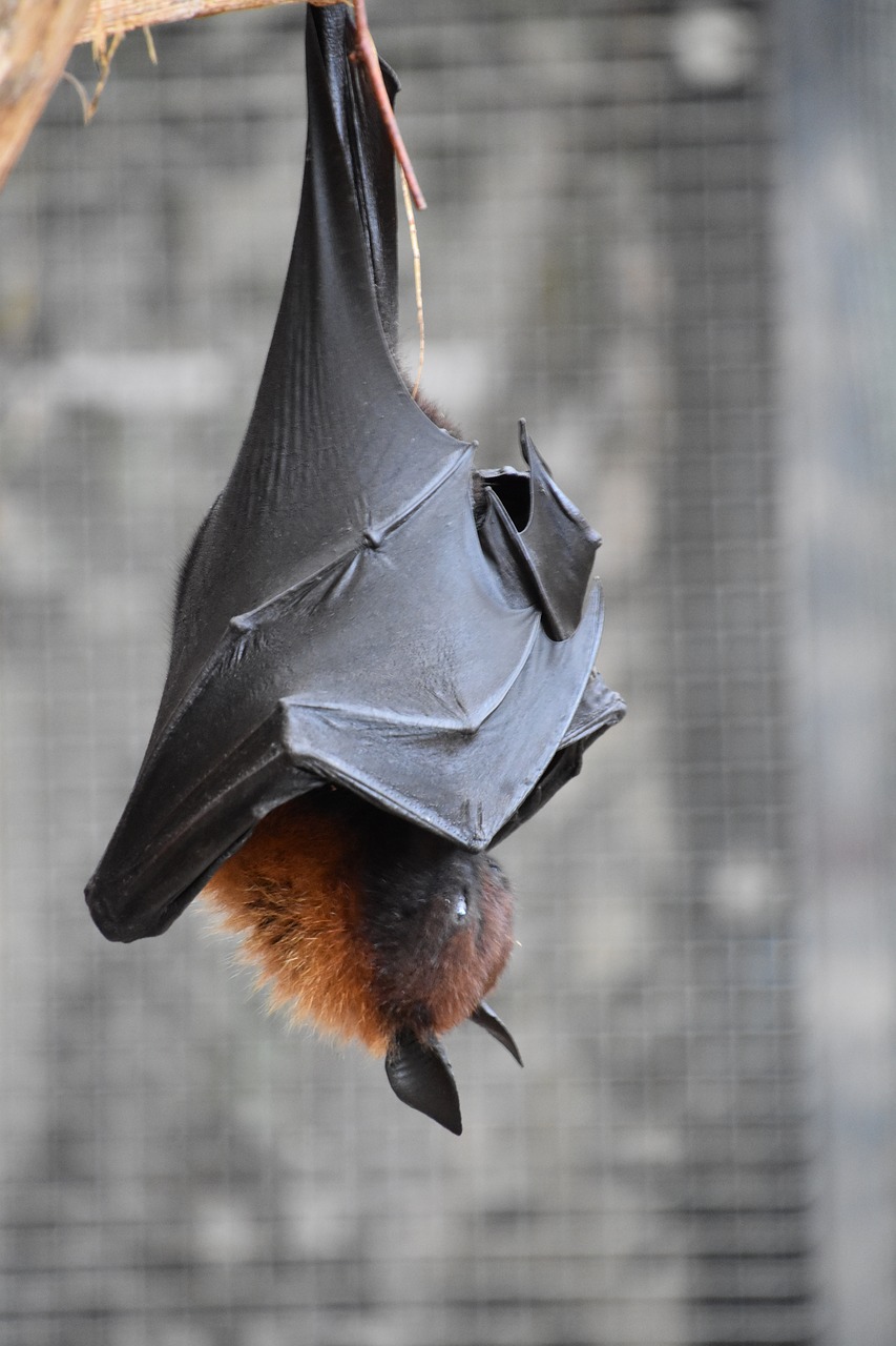 bat  giant  mammals free photo