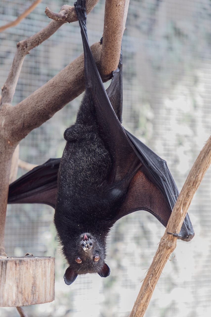 bat  flying fox  creature of the night free photo