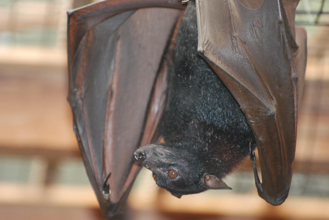 bat  vampire bat  mammal free photo