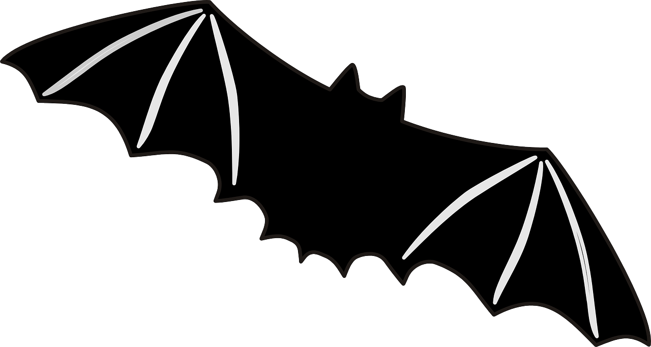 bat flying wings free photo