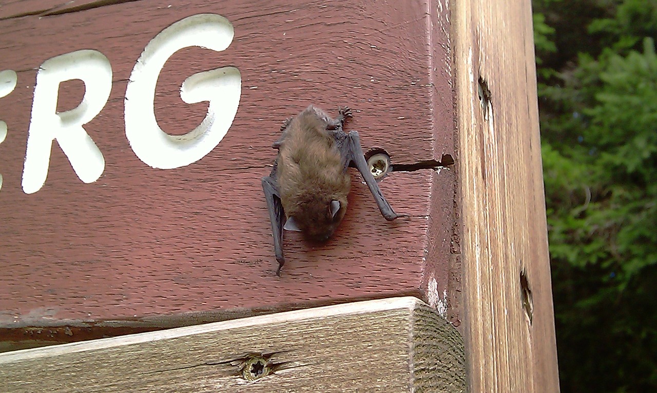 bat nature animal free photo