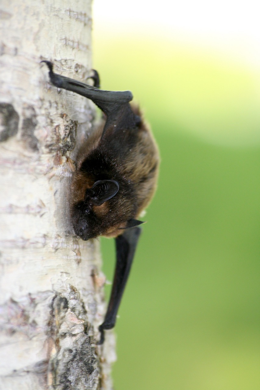 bat animal wildlife free photo