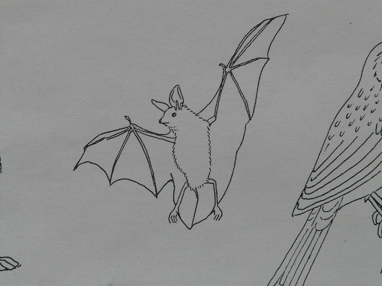 bat animal coloring pages free photo