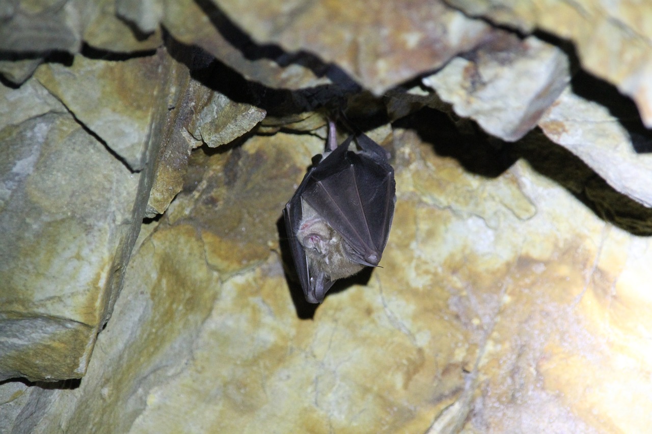bat cave hanging free photo