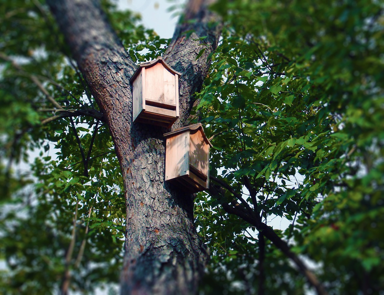bat boxes bat house tree free photo