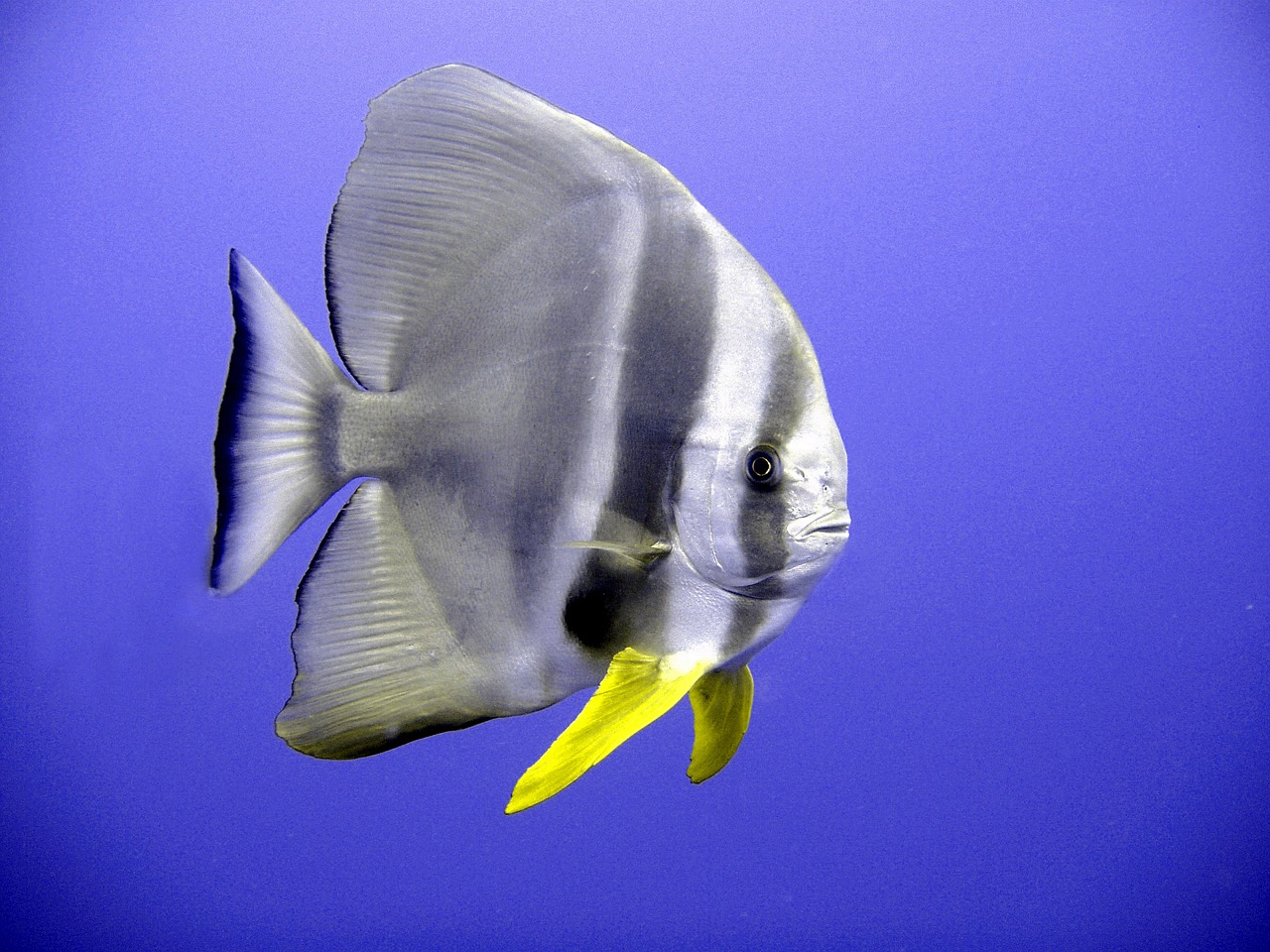 bat fish fish tropical free photo