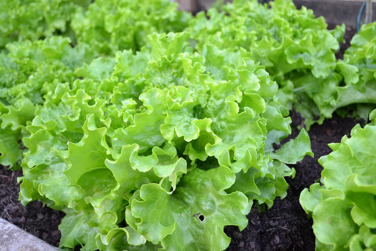 batavia lettuce green salad free photo