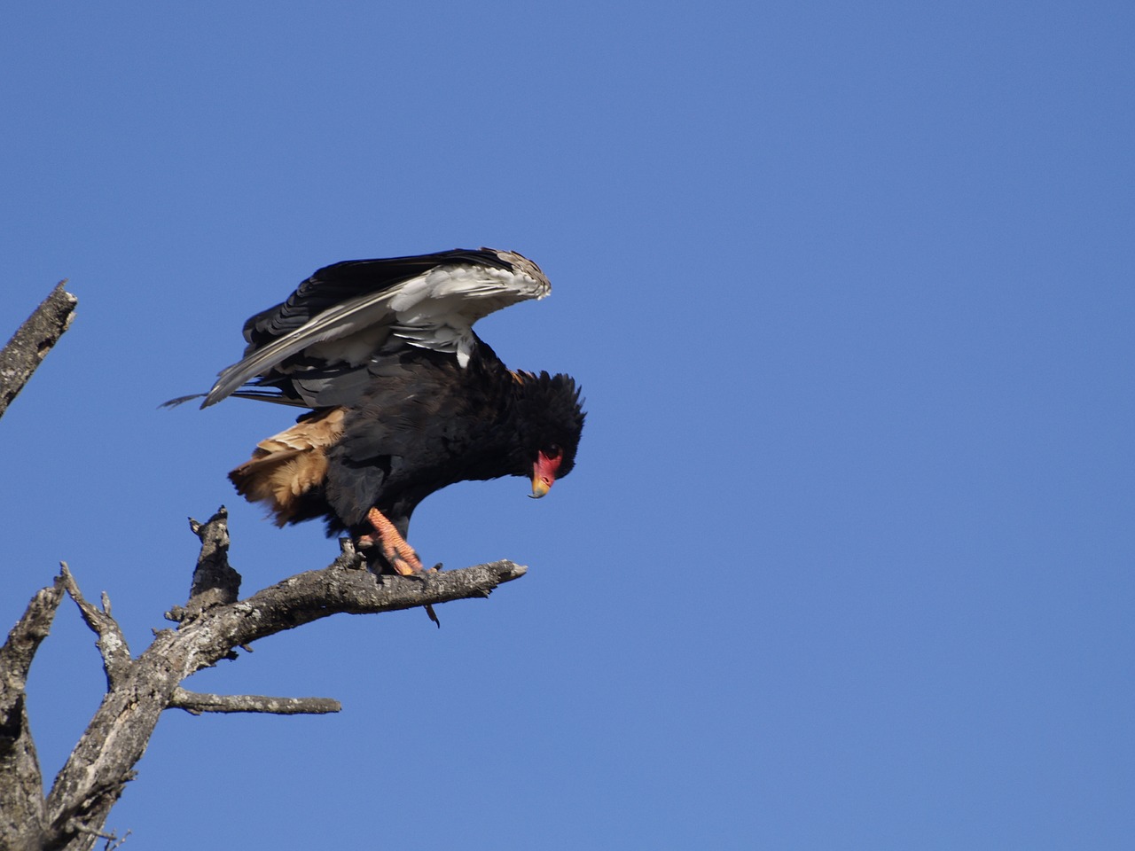 bateleur eagle  wild  bird free photo