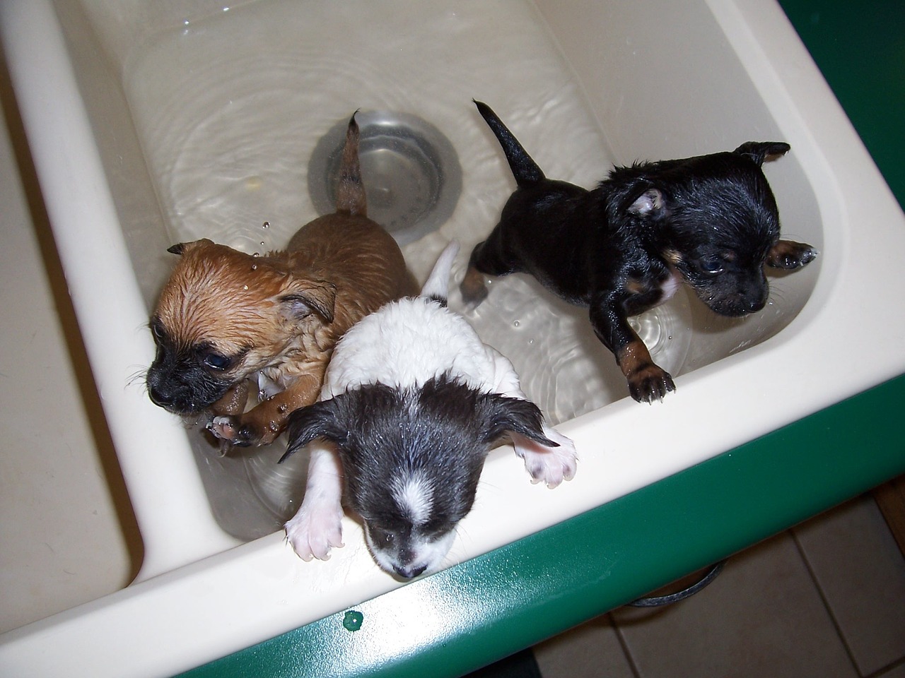 bath time puppies dog free photo