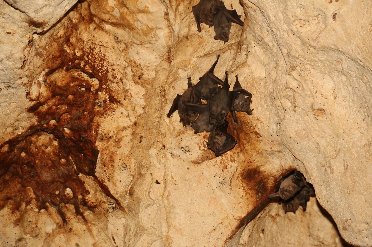 bats cave hanging free photo