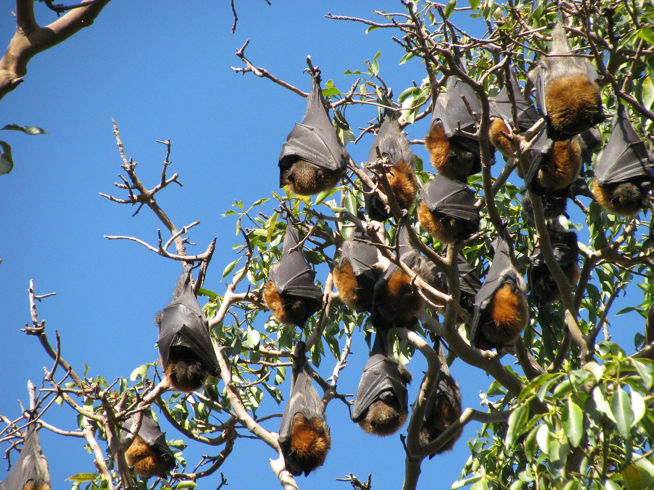 bats wildlife australia free photo