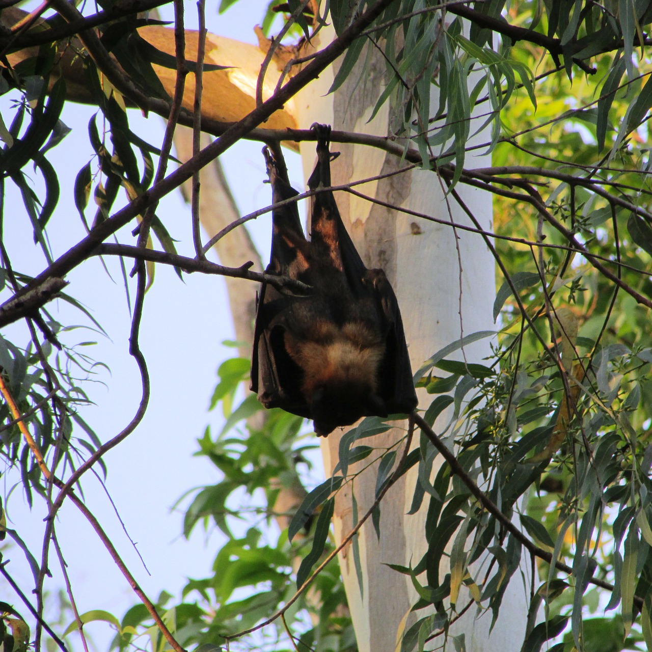 bats dharwad bat-eared free photo