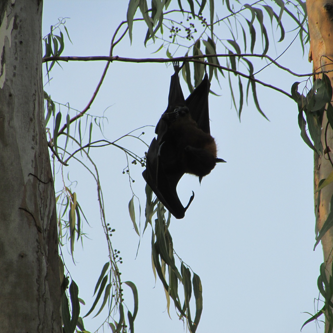 bats dharwad bat-eared free photo