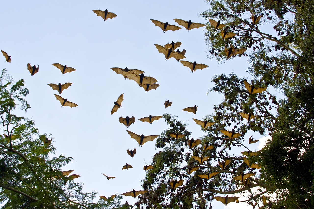 bats  flying foxes  fruit bats free photo
