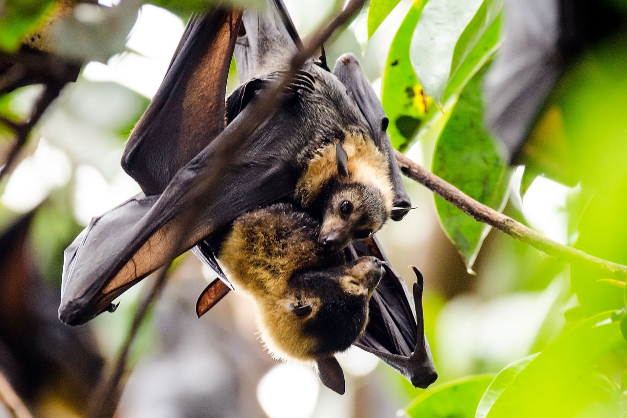bats  flying foxes  spectacled flying fox free photo